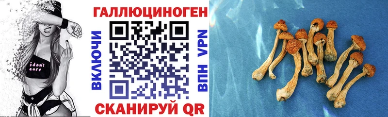 Псилоцибиновые грибы Psilocybine cubensis  Тимашёвск 